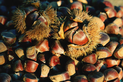 Close-up of fruits