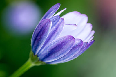 Close-up of purple crocus flower