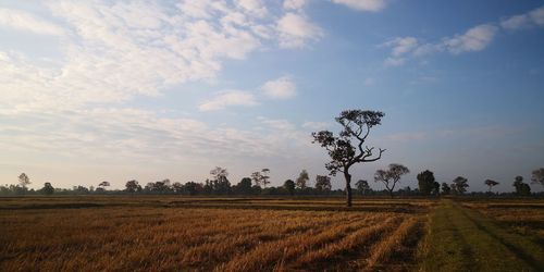 Scenic view of agricultural field against sky