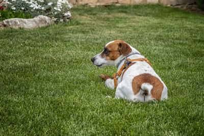 Dog relaxing on field