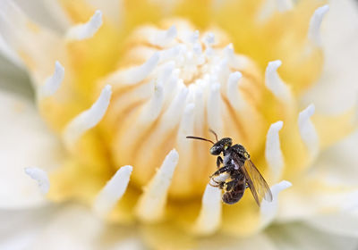 Close-up of bee pollinating on flower