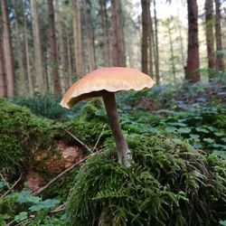 Close-up of mushroom growing on tree trunk in forest