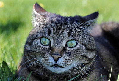 Close-up portrait of a cat