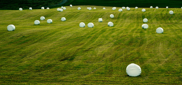 High angle view of golf course