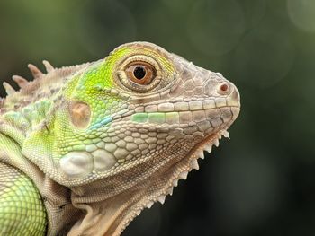 Close-up of a lizard