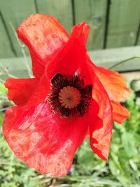 Close-up of red flower
