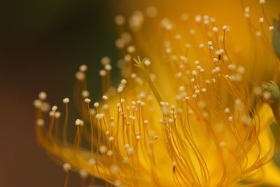 Close-up of yellow flower