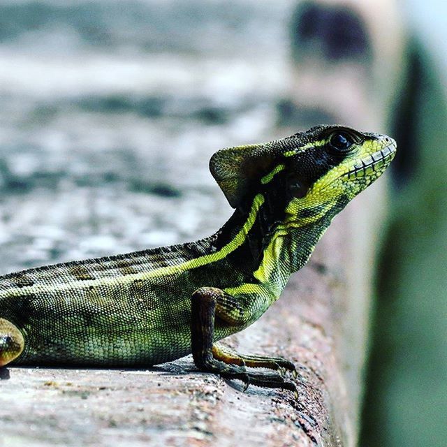 animal themes, one animal, animals in the wild, focus on foreground, lizard, wildlife, reptile, close-up, selective focus, side view, nature, outdoors, day, green color, snake, no people, animal head, natural pattern, zoology, part of