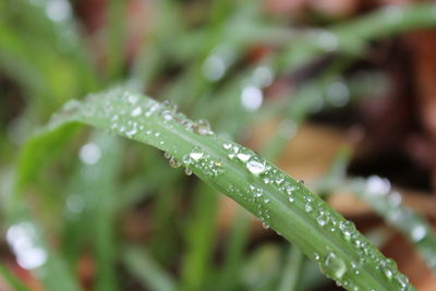 Close-up of water drops on plant