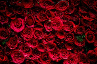 Full frame shot of red roses