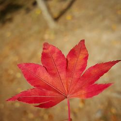 Close-up of leaves