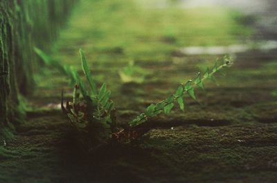 Close-up of fresh green plants on field