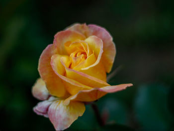 Close-up of rose against blurred background