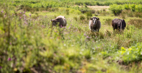 Sheep on grass