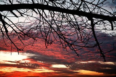 bare tree