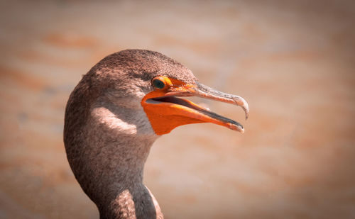 Close-up of bird