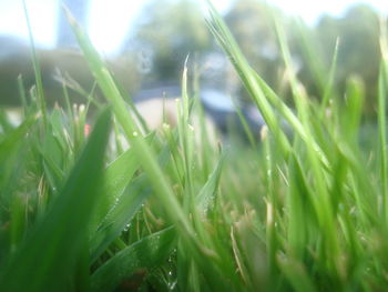 Close-up of wet grass growing on grassy field