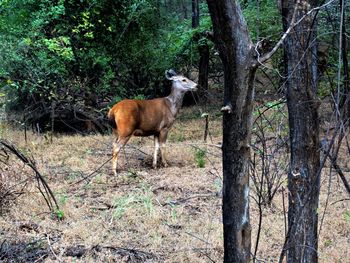 A lone deer at ranthambhor national park, rajasthan, india