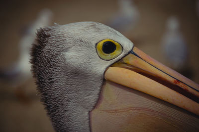 Close-up of a bird