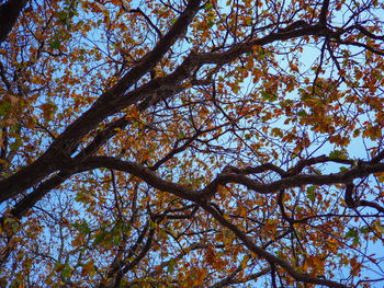 Low angle view of trees against sky