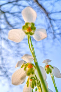 Low angle view of flowering plant against sky