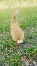 Cat relaxing on grassy field