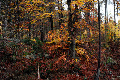 Trees in forest during autumn