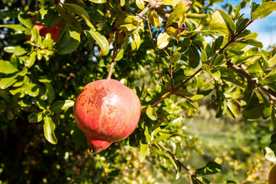 Close-up of fruits on tree