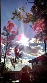 Sun shining through trees