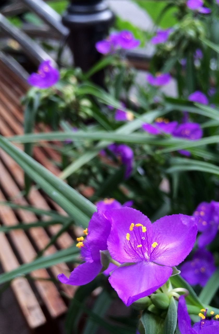 flower, purple, petal, freshness, fragility, flower head, growth, blooming, beauty in nature, focus on foreground, plant, close-up, nature, in bloom, stem, selective focus, day, outdoors, blossom, no people