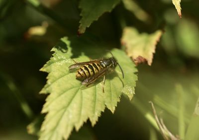 Close-up of insect on leaf