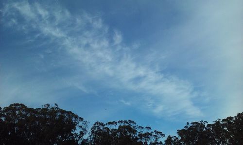 Low angle view of trees against blue sky