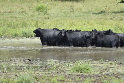 View of horse in lake