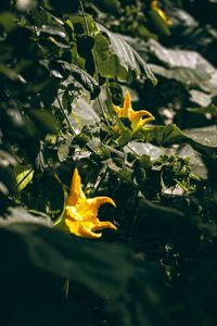 Close-up of yellow flower in water