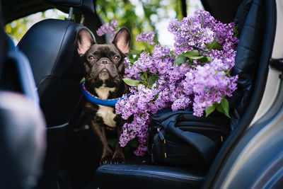 View of a french bulldog dog sitting in car by lilac flowers