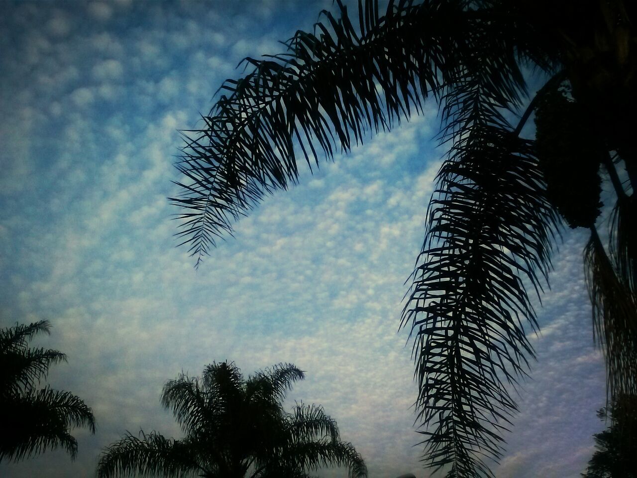 LOW ANGLE VIEW OF PALM TREES AGAINST CLOUDY SKY