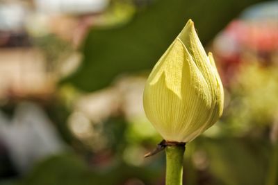 Close-up of lotus bud growing outdoors