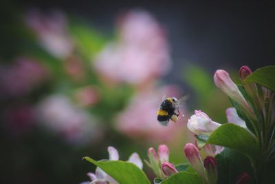 Close-up of bee pollinating on flower