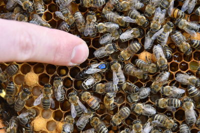 Close-up of bee on hand