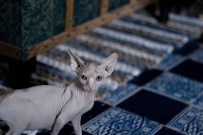 Portrait of cat on floor