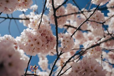 Low angle view of cherry blossom