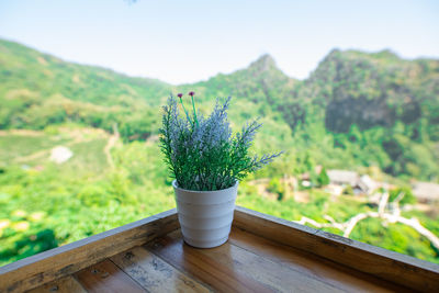 Potted plant on table