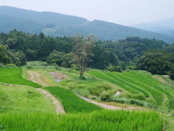 Scenic view of agricultural field