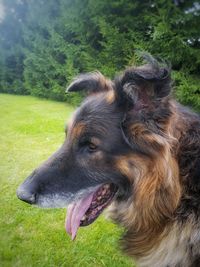 Close-up of dog on grass