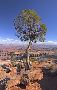 Lone tree on a canyon rim in canyonlands national park in utah