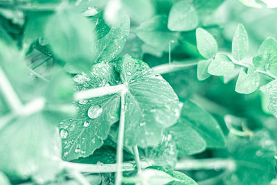 Close-up of raindrops on leaves