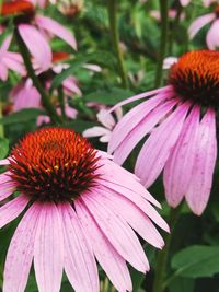 Close-up of pink flower blooming in park