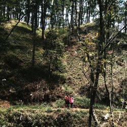 Trees growing in forest