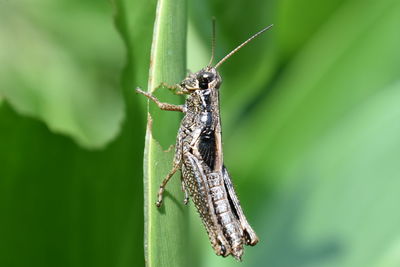 Close-up of insect