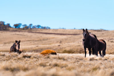 Horses in a field